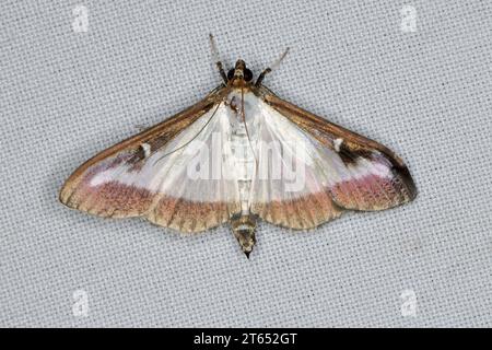 Papillon des arbres (Cydalima perspectis), papillon et chenille sur buis (Buxus sempervirens). Espèces envahissantes. Banque D'Images