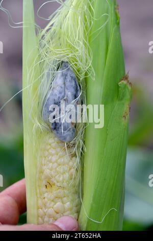 Grain de maïs. Maladie d'Ustilago maydis. Épis de maïs infectés par des taches de maïs, la maladie du maïs réduit le rendement en agriculture Banque D'Images