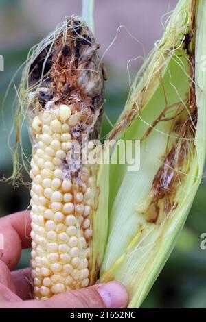 Grain de maïs. Maladie d'Ustilago maydis. Épis de maïs infectés par des taches de maïs, la maladie du maïs réduit le rendement en agriculture Banque D'Images