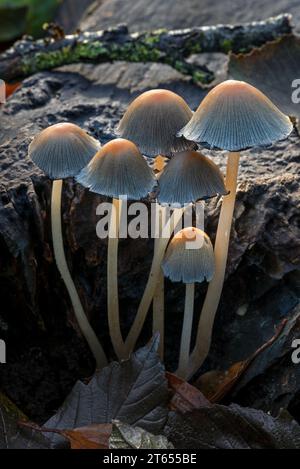 Calotte mica / calotte noire brillante / calotte brillante (Coprinellus micaceus / Agaricus micaceus / Coprinus micaceus) sur souche d'arbre pourrie dans la forêt d'automne Banque D'Images