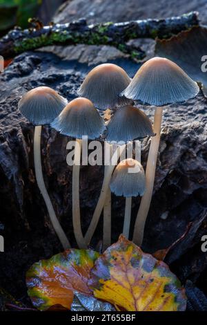 Calotte mica / calotte noire brillante / calotte brillante (Coprinellus micaceus / Agaricus micaceus / Coprinus micaceus) sur souche d'arbre pourrie dans la forêt d'automne Banque D'Images