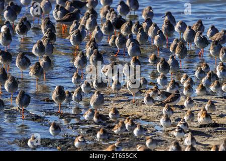 Les échassiers / échassiers comme les dunlins et les redshanks reposant sur la plage à marée haute le long de la côte de la mer du Nord en automne / automne Banque D'Images