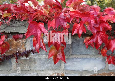 Photo des belles feuilles automnales d'un Parthenocissus tricuspidata devant un mur de pierre grise Banque D'Images