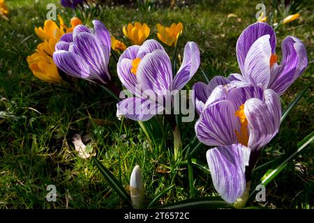 Crocus de printemps dans le jardin pelouse fleurs de printemps jardin Crocus hollandais Banque D'Images