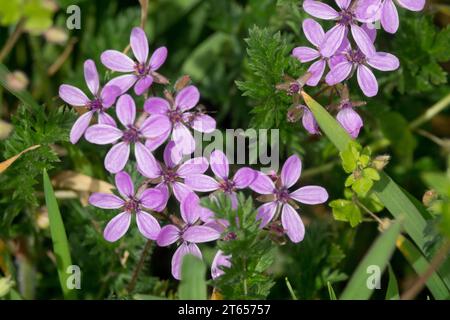 Filaree Erodium cicutarium Flower, Weed, Lawn Banque D'Images