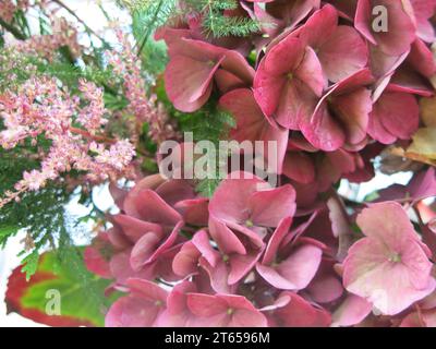 Gros plan des têtes de fleur de mophead d'une hortensia macrophylla rose foncé / violet, cultivée comme un grand arbuste ornemental dans un jardin anglais. Banque D'Images