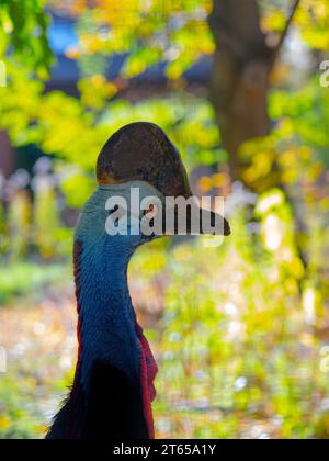 Portrait gros oiseau forestier australien, casoar du sud, (Casuarius casuarius), également connu sous le nom de casoar à double puissance. Banque D'Images