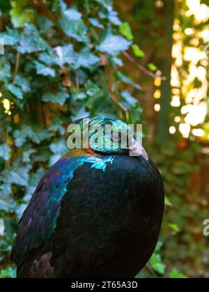 Oiseau sauvage. le monal de l'Himalaya (Lophophorus impejanus), également connu sous le nom de monal Impeyan. Banque D'Images
