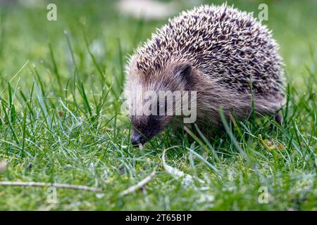 Hérisson d'Europe occidentale (erinaceus europaeus) de Hidra, sud-ouest de la Norvège Banque D'Images