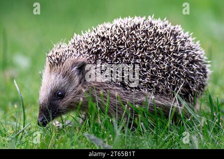 Hérisson d'Europe occidentale (erinaceus europaeus) de Hidra, sud-ouest de la Norvège Banque D'Images