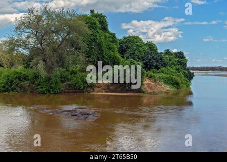 Hippopotames à Crook's Corner, où la rivière Luvuvhu rencontre la rivière Limpopo sur la frontière triangulaire entre l'Afrique du Sud (Kruger NP), le Mosambique et Zimb Banque D'Images