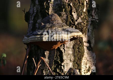 Champignon du fer à cheval poussant sur un bouleau argenté Banque D'Images