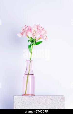 Vase avec fleurs roses alstroemeria sur podium en pierre contre mur blanc. Nature morte. Banque D'Images