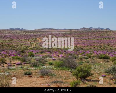 Champs de fleurs sauvages en fleurs à Namaqualand, province du Cap Nord, Afrique du Sud Banque D'Images