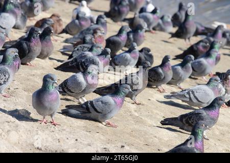 pigeons de roche assis sur un rebord de granit Banque D'Images