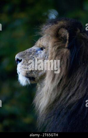 Lion africain regardant le parc Safari de Knowsley Banque D'Images