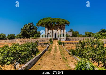 Terres agricoles avec oliviers et parapluies près d'Ostuni, Pouilles, Italie Banque D'Images