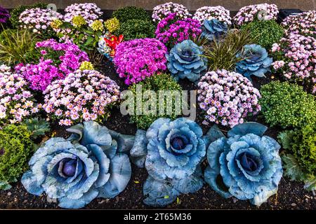 Le chou ornemental bleu-vert pousse en forme de rosette à côté de chrysanthèmes roses et blancs dans un parterre d'automne à Chicago, Illinois, États-Unis, dans le quartier de Streeterville. Cette variété de chou décoratif, également connue en anglais sous le nom de « chou frisé fleuri », est populaire pour les plantations publiques en automne en raison de sa coloration intense. Banque D'Images