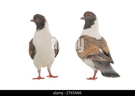 deux pigeons allemands de modène isolés sur fond blanc Banque D'Images