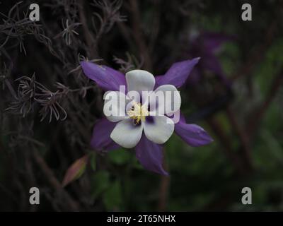 Colonne bleue du Colorado (Aquilegia caerulea) Banque D'Images