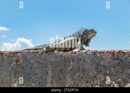 Iguane se prélasse sur un mur de pierre du fort Castillo San Cristobal à San Juan, Porto Rico Banque D'Images