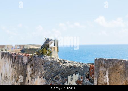 Iguane se prélasse sur un mur de pierre du fort Castillo San Cristobal à San Juan, Porto Rico Banque D'Images