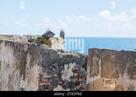 Iguane se prélasse sur un mur de pierre du fort Castillo San Cristobal à San Juan, Porto Rico Banque D'Images