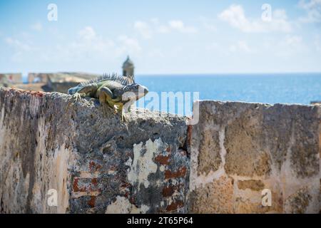 Iguane se prélasse sur un mur de pierre du fort Castillo San Cristobal à San Juan, Porto Rico Banque D'Images