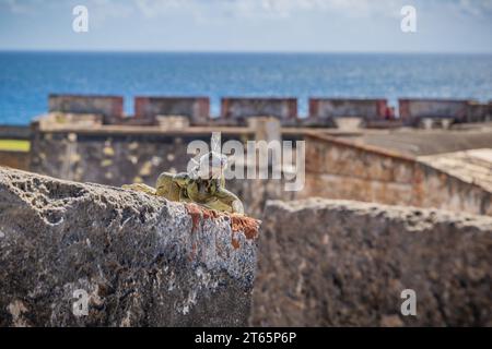 Iguane se prélasse sur un mur de briques et de pierre du fort Castillo San Cristobal à San Juan, Porto Rico Banque D'Images