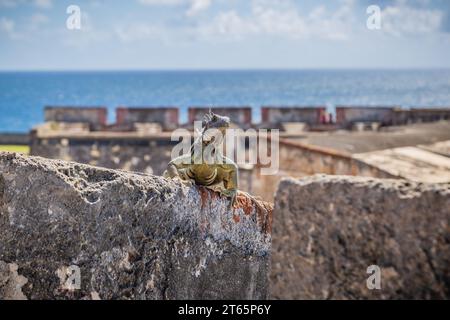 Iguane se prélasse sur un mur de briques et de pierre du fort Castillo San Cristobal à San Juan, Porto Rico Banque D'Images