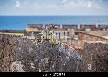 Iguane se prélasse sur un mur de briques et de pierre du fort Castillo San Cristobal à San Juan, Porto Rico Banque D'Images