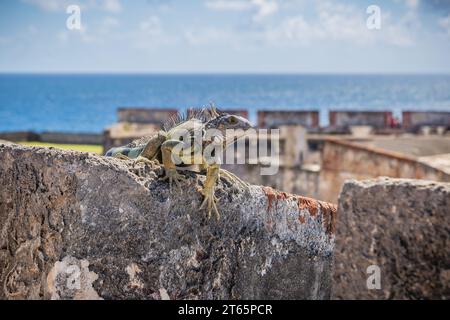 Iguane se prélasse sur un mur de briques et de pierre du fort Castillo San Cristobal à San Juan, Porto Rico Banque D'Images