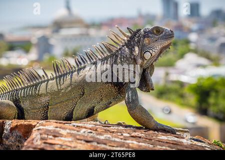 Iguane se prélasse sur un mur de briques et de pierre du fort Castillo San Cristobal à San Juan, Porto Rico Banque D'Images