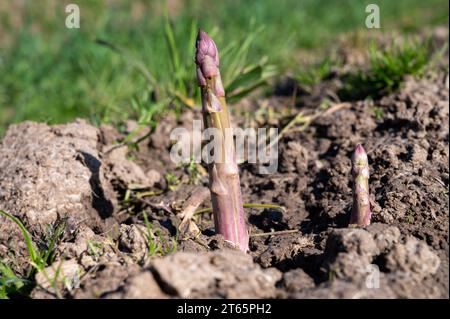 Pousses d'asperges vertes poussant dans un champ agricole biologique dans le Limbourg, Belgique Banque D'Images