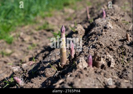 Pousses d'asperges vertes poussant dans un champ agricole biologique dans le Limbourg, Belgique Banque D'Images