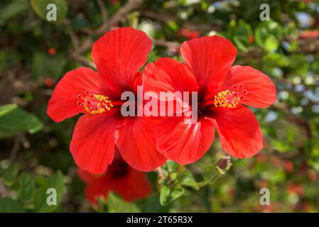 Fleurs rouges d'hibiscus sur fond vert flou Banque D'Images