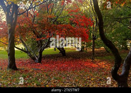 Scène d'automne à Bute Park, Cardiff. Prise à l'automne 2023. Novembre. Banque D'Images