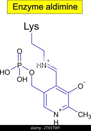 Enzyme aldimine, formule .Illustration vectorielle Illustration de Vecteur
