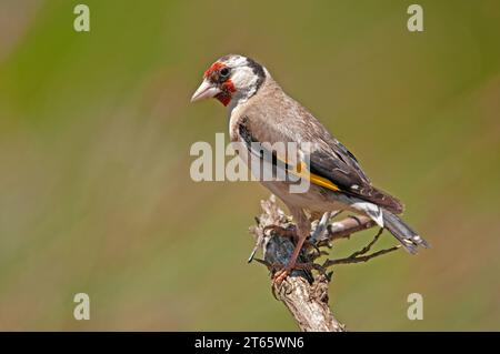 Le finch européen, sur une branche. Nom latin Carduelis carduelis. Fond dégradé vert et jaune. Banque D'Images