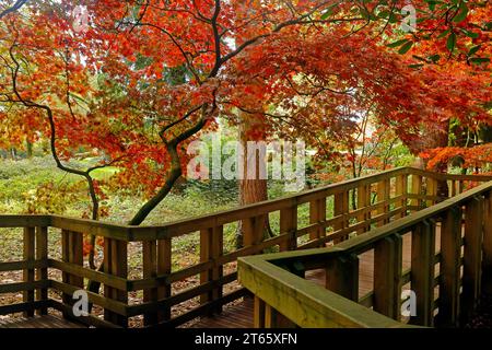 Couleurs d'automne époustouflantes et style oriental attrayant au Cefn Onn / Parc Cefn Onn, Lisvane, Cardiff. Prise en novembre 2023. Automne. Acer japonica Banque D'Images