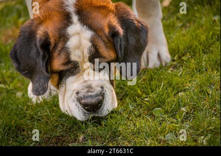 Chien reniflant. Gros plan d'un chien Saint Bernard blanc et brun sur prairie. Saint Bernard. Alpine Spaniel. Banque D'Images