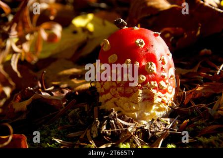 Agaric de mouche rouge comme une belle décoration pour Noël Banque D'Images