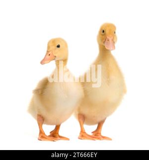 Canetons mignons sur un fond blanc. Deux petits canetons dans des poses drôles sur blanc isolé. Banque D'Images