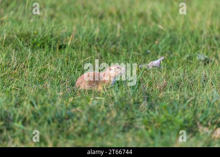 Chien de prairie à queue noire assis dans une prairie de prairie à Custer State Park près de Custer, Dakota du Sud, États-Unis Banque D'Images