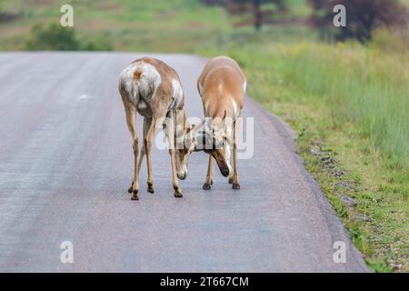 Deux pronghorn mâles (Antilocapra americana) verrouillent des cornes alors qu'ils sparrellent sur une route dans le parc d'État de Custer près de Custer, Dakota du Sud, États-Unis Banque D'Images