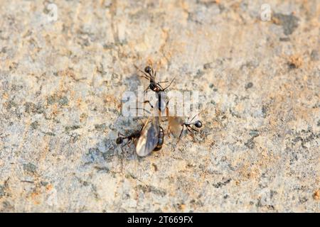 Les fourmis se battent les unes les autres Banque D'Images