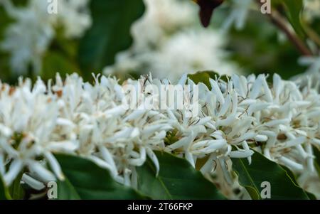 Café Arabica floraison, fleurs blanches profusion et feuilles vertes sur de longues tiges, gros plan, jardin côtier australien Banque D'Images