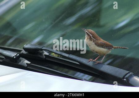 Un Bewick's wren sur un véhicule en Virginie, USA Banque D'Images