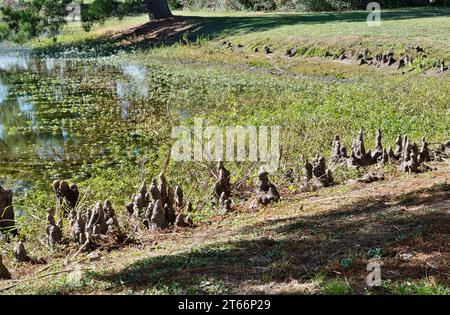 Structures de genou de cyprès chauve dépassant du bord d'un lac d'eau douce à Houston, TX. Croissance ligneuse au-dessus des racines de l'arbre avec une fonction inconnue. Banque D'Images