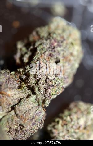 Bourgeon de cannabis gros plan herbe médicale fumant incroyable fleur violette Cali Forbidden fruit variété macro fond de haute qualité Focus Stack cinquante méga Banque D'Images